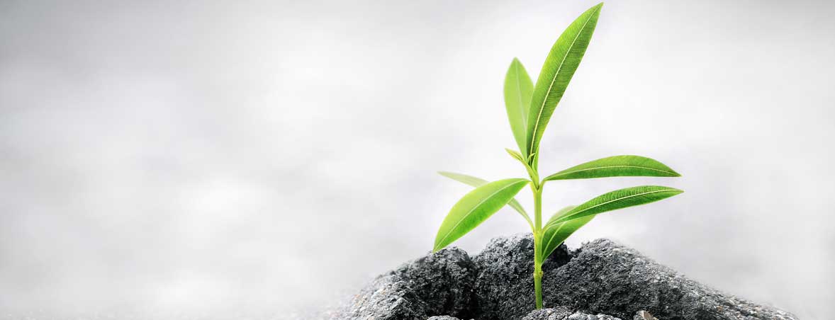 a growing plant representing nurturing talent
